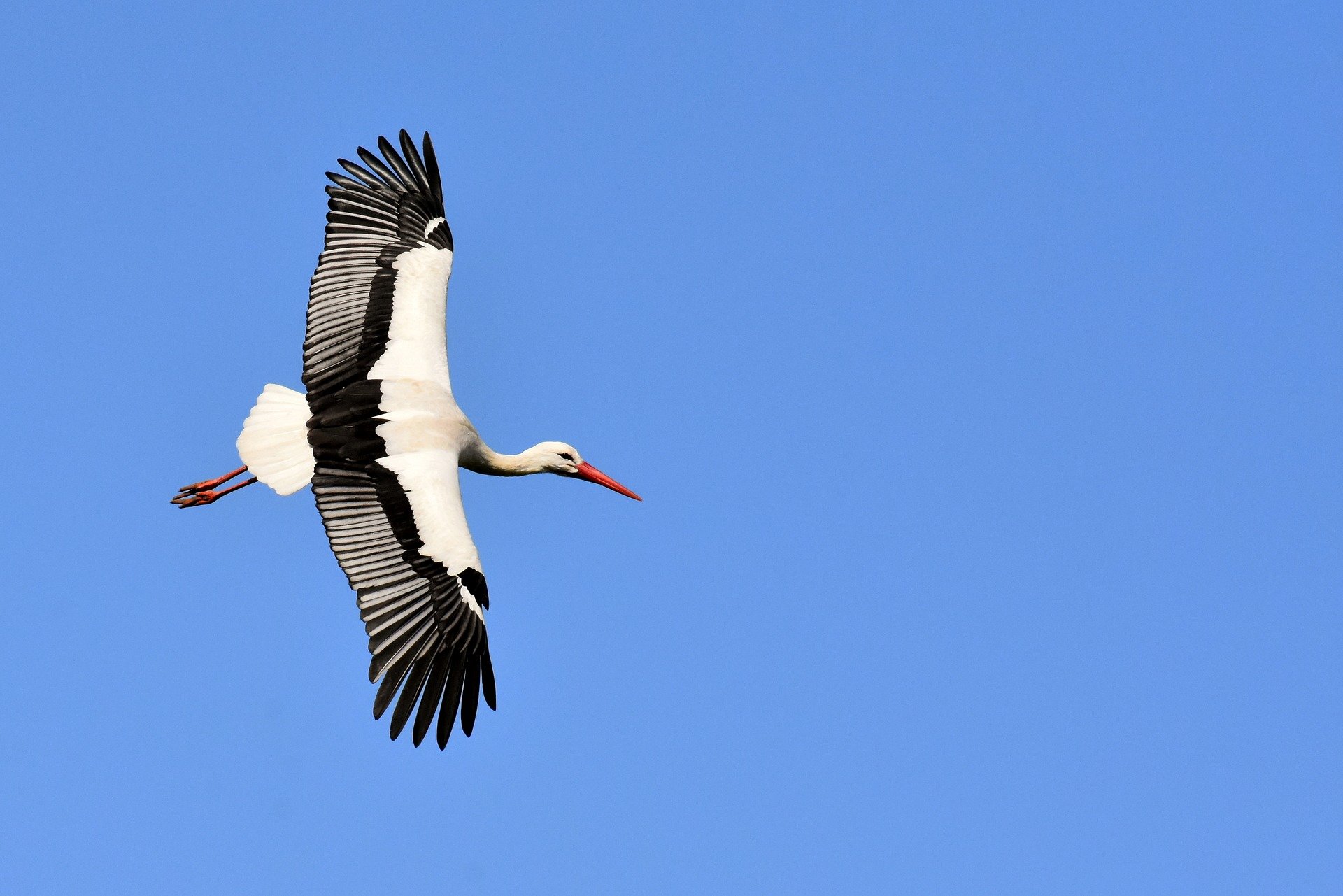 Storch