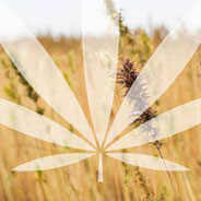 Medihemp