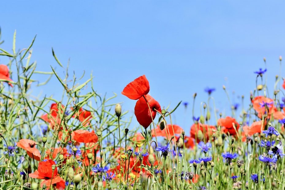 poppies 3441348 1280