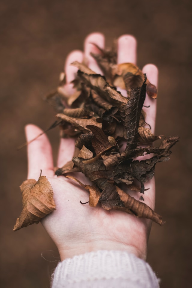 Laub, der goldene Schatz im Garten Laub auf Hand Foto von Kira auf der Heide Unsplash Laub auf Hand Foto von Kira auf der Heide Unsplash